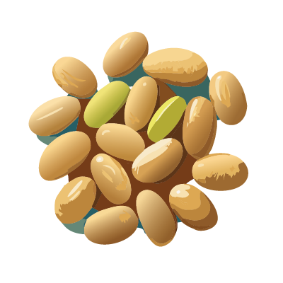 Soybean